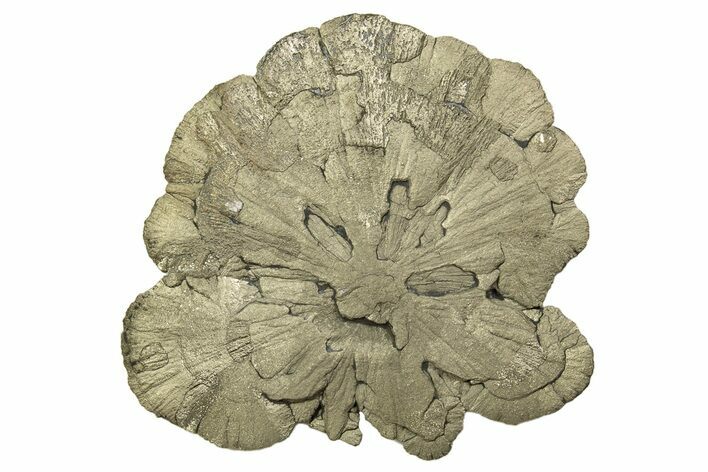 Large, Pyrite Sun - Sparta, Illinois #315846